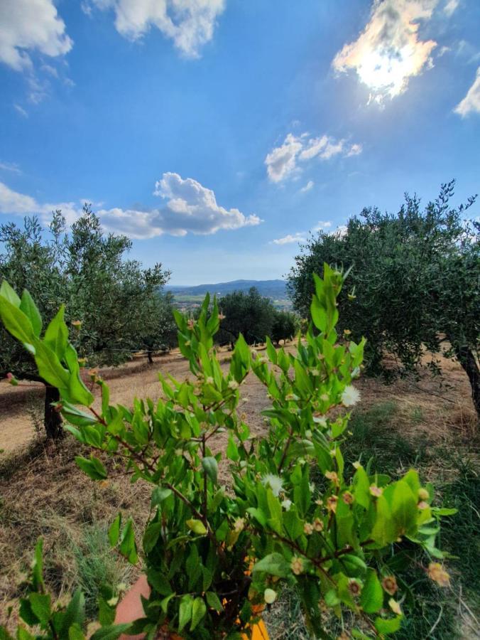 Colle Del Mirto Villa Castelnuovo Cilento ภายนอก รูปภาพ